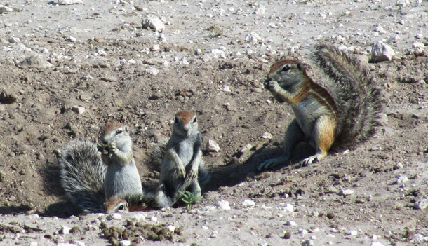 Ground Squirrels Ground Squirrels found in the Central Kalahari Game Reserve