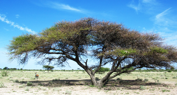 Umbrella Tree in the Kalahari Kalahari Umbrella Tree