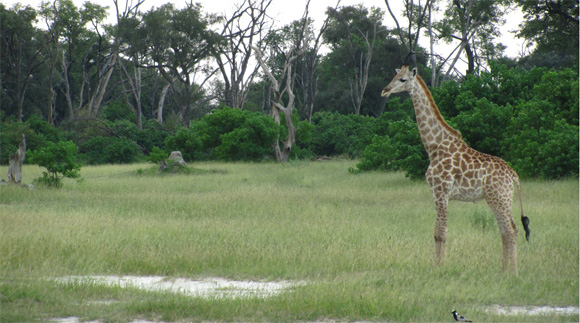 Game Viewing at Camp Machaba
