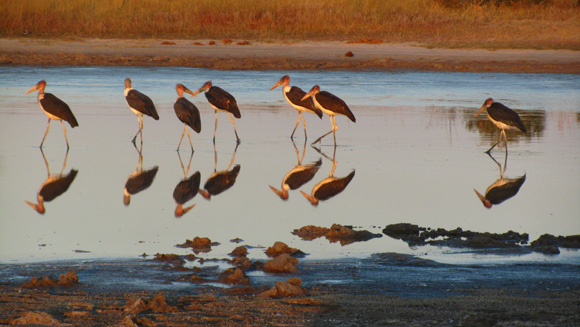 Birds on the Pan Birdlife on the Pan