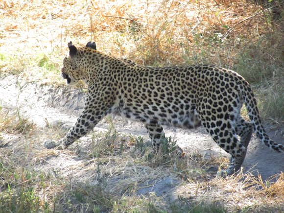 Leopard in the Delta Leopard at Machaba Camp