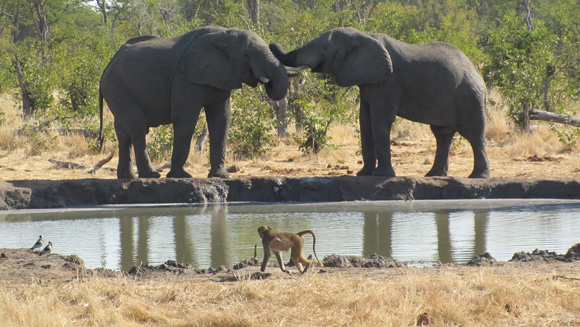 Elephants Around the Waterhole Elephants at the Waterhole