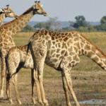 Giraffe at Watering Hole