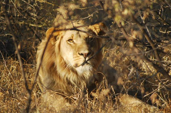 Haina Male Scoping Out the Territory