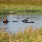 Hippos are Found in Abundance