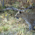 Leopard Stalking Her Prey