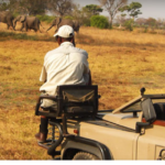 Game Drives at Mapula