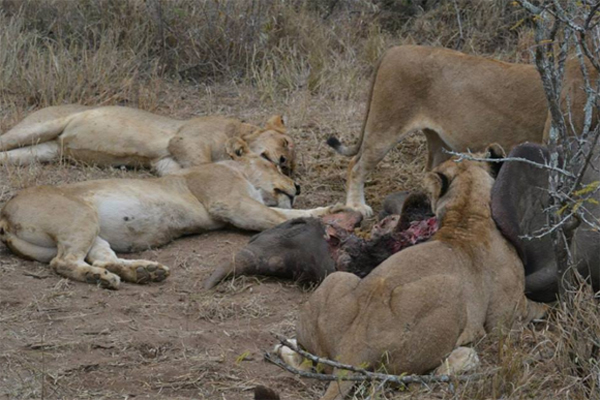 Feasting on a Rhino Cow