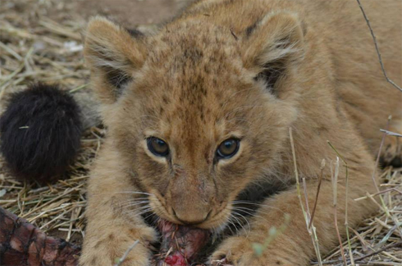 Ross Pride Cub Feasting on a Rhino Cow