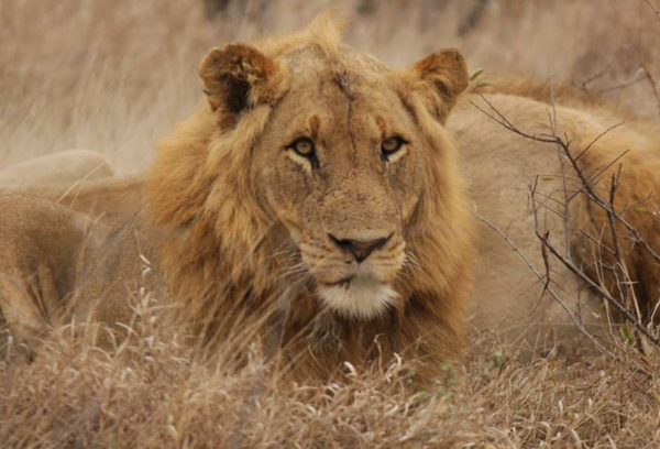 Male Lion from the Giraffe Pride Male Lion from the Giraffe Pride