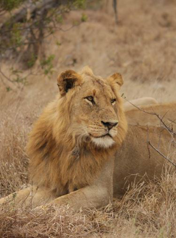 Male Lion from the Giraffe Pride Giraffe Pride Male Lion