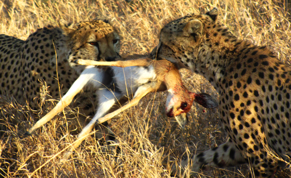 Cheetah kill Cheetah Kill in the Kruger