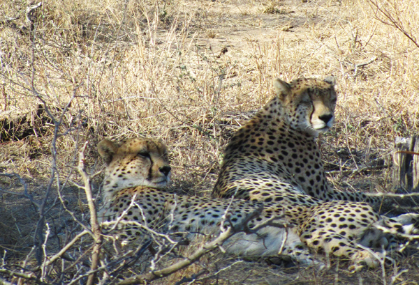 Cheetah in the Klaserie Cheetah Relaxing in the Klaserie