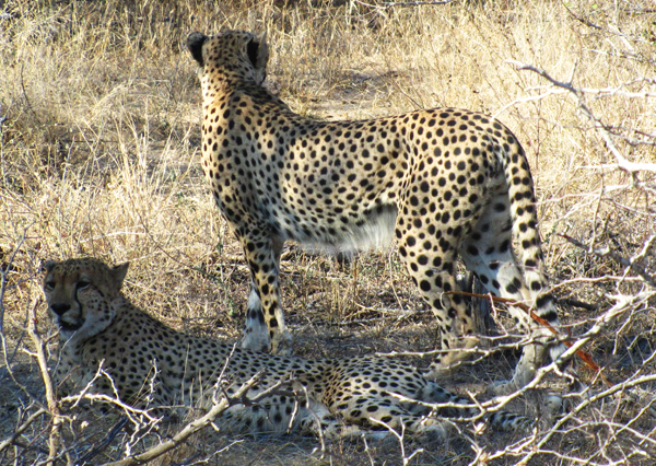 Cheetah Spotted on Game Drive Cheetah in the Klaserie