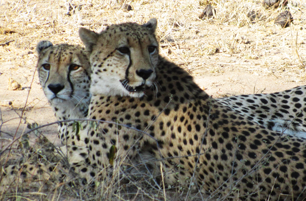 Cheetah of the Klaserie Klaserie Cheetah