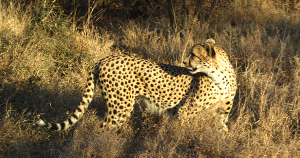Observing a steenbok Cheetah Kill - Observing a Steenbok