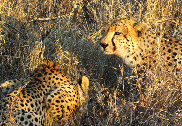 Dinner Time Cheetah's Dinner Time