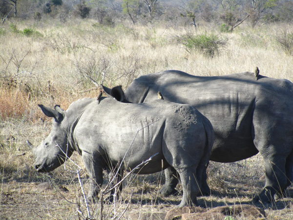 Rhino - Tom and Jerry