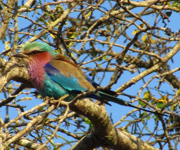 Lilacbreasted Roller