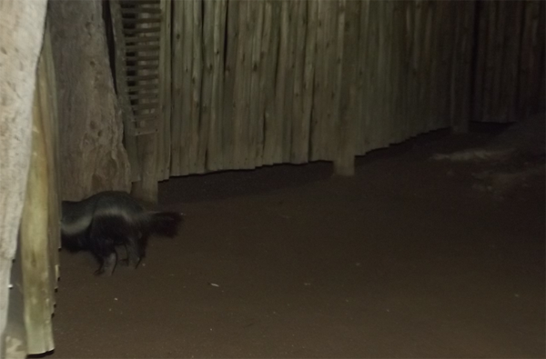 Honey badger at night Honey badger at night