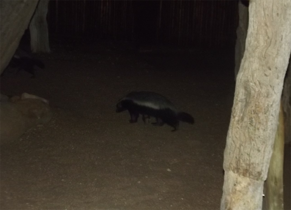 Honey badger Honey badger in the Klaserie