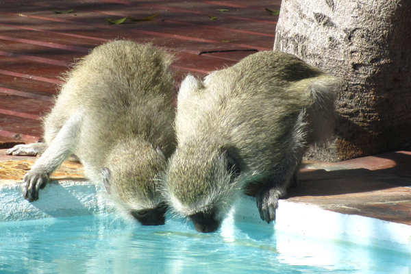 Vervet Monkeys at Umkumbe Safari Lodge
