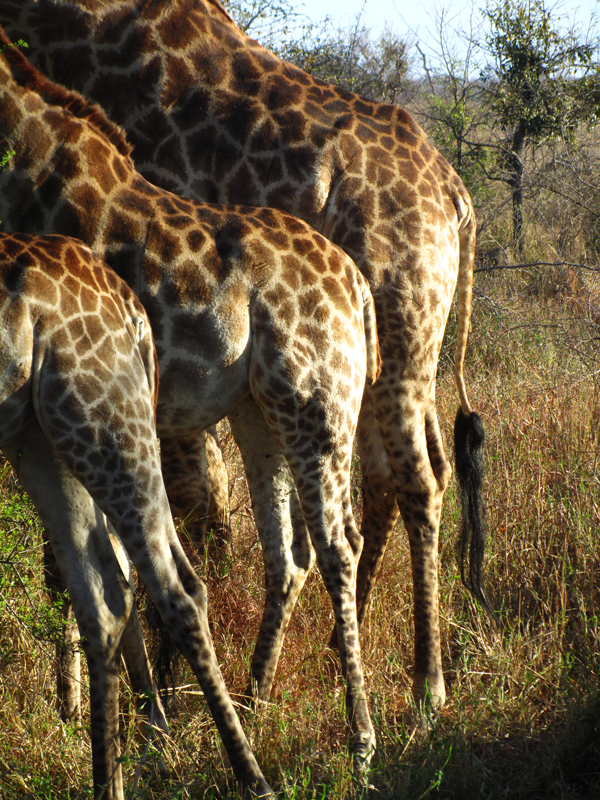 Giraffe - Sabi