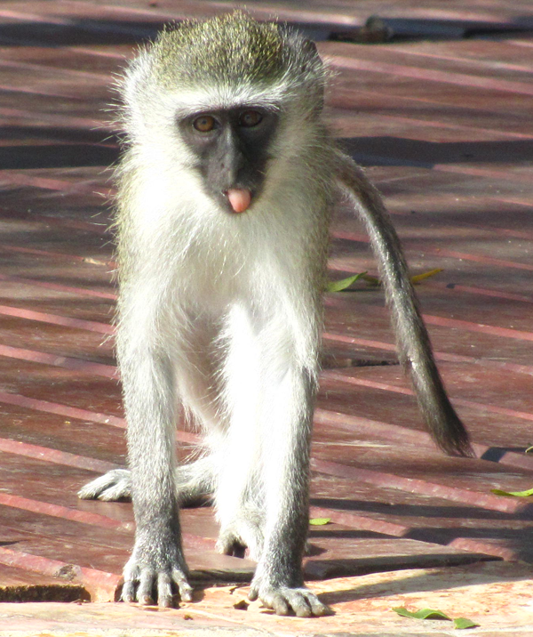 Vervet Monkey at Camp