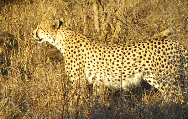 Leopard Stalking Prey Leopard Stalking its Prey