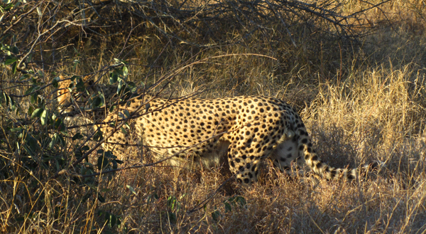 Stalking the Steenbok Steenbok Stalking