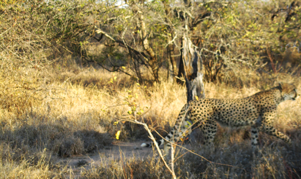 Chasing Steenbok Chasing Steenbok