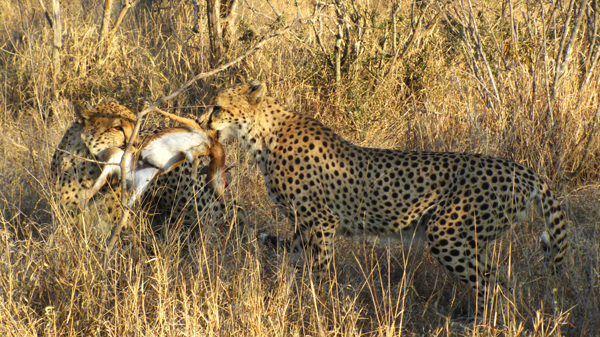 Caught the Steenbok Cheetah With the Kill