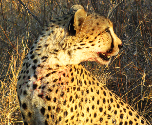 Cheetah on Look Out Cheetah on the Look Out