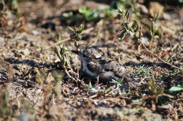 Double Banded Plover Chick The Double Banded Plover Chick