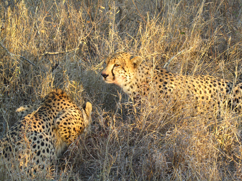 Eating a Steenbok