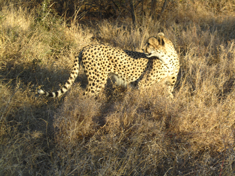 Stalking Prey