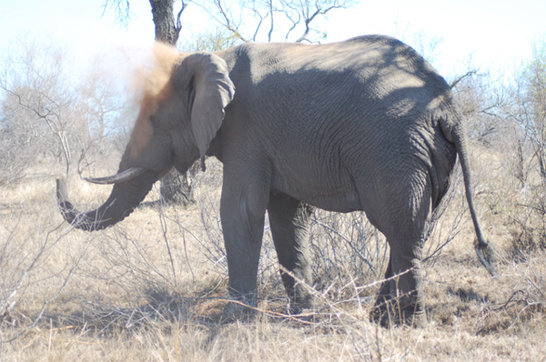 Elephant Having a Mud Bath Elephant Having a Mud Bath