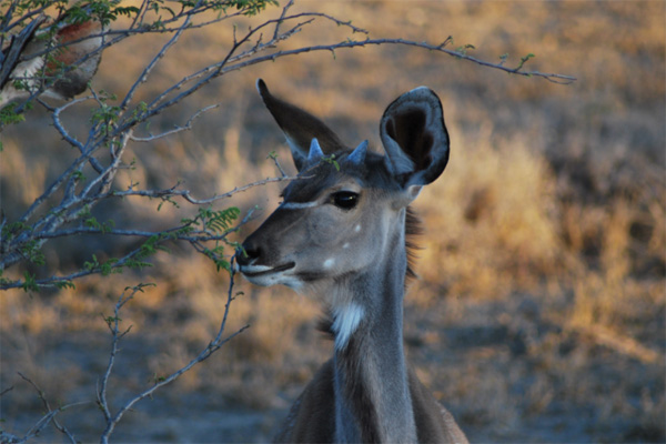 Kudu Bull with Horns Young Kudu Bull with Horns