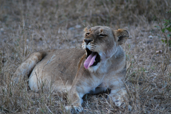 Ross Pride in the Klaserie Klaserie's Ross Pride