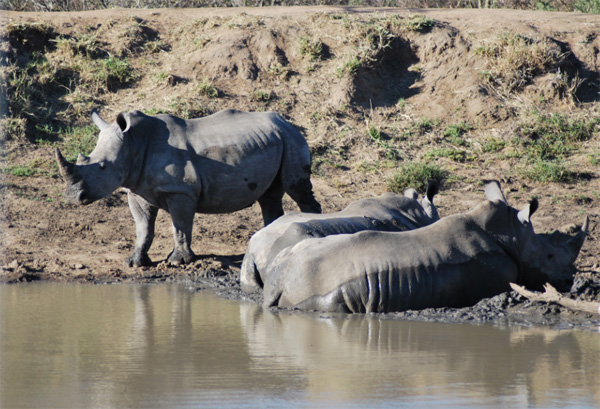 Rhinos Wallowing in the Mud Wallowing Rhinos in the Mud