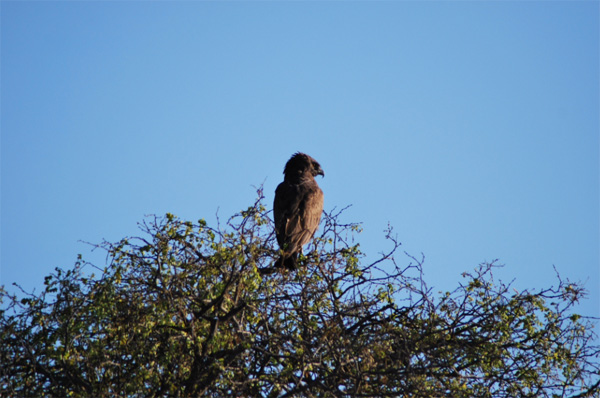 Snake Eagle The Brown Snake Eagle
