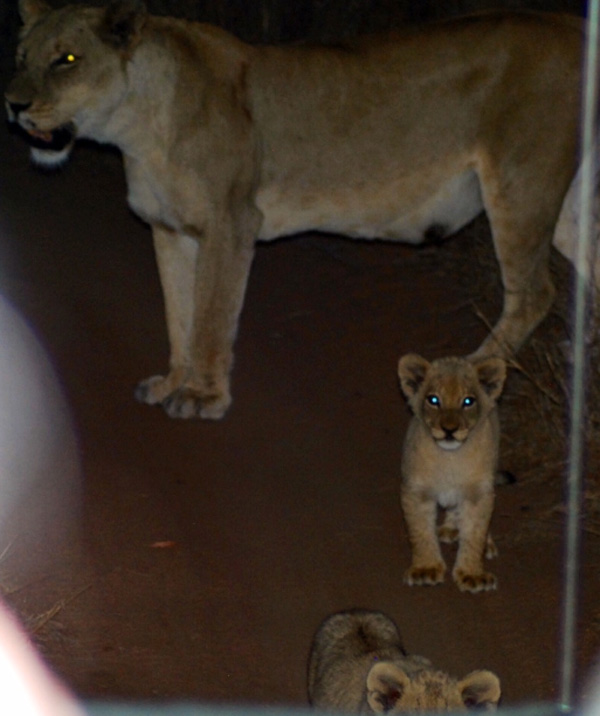 The Pride Roaming through the Klaserie