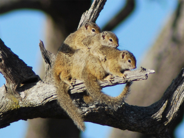 Tree Squirrels Squirrels - Klaserie