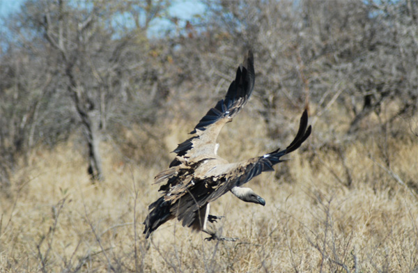 Vulture Coming in to Land Vulture Trying to Land