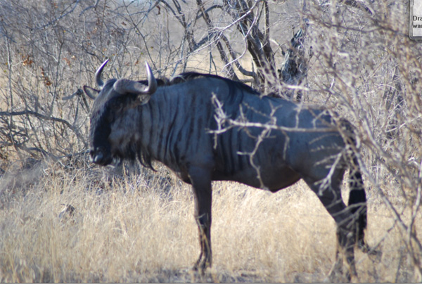 Wildebeest Wildebeest Spotted on Safari