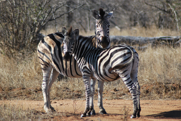 Zebra - Game Viewing in the Klaserie Zebra Spotted While Game Viewing in the Klaserie