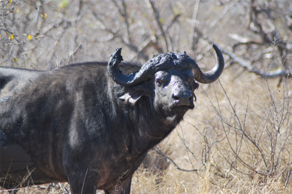 Buffalo Spotted in the Klaserie