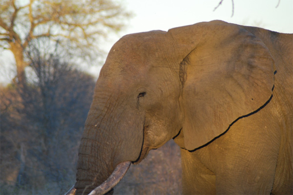 Elephants in the Sunset Elephants at Sunset