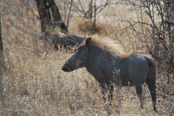 Warthog in the Klaserie Klaserie Warthog