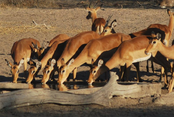 Impala Drinnking at the Haina Waterhole